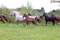 Group of arabian horses galloping on beautiful natural environme Royalty Free Stock Photo