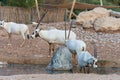 A group of arabian oryx Oryx leucoryx critically endangered resident of the Arabian Gulf stands in the hot desert sand near a