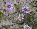 Group of Arctic Asters