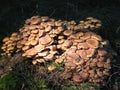 Group of Armillaria mellea