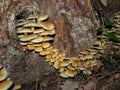 Group of armillaria on on an old wooden stump Royalty Free Stock Photo