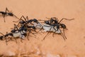 Army ants dragging away their prey