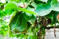 Group of army red ant animal protect nest. Made from green leaves. small wildlife bug in outdoor botanic garden . ivy branch tree Royalty Free Stock Photo