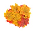 Group of artificial fall leaves on a white background. Royalty Free Stock Photo