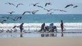Group of artisanal fishermen pulling fish out of the net on the beach with a group of pelicans and seagulls flying over them