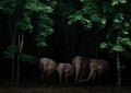 Group of asia elephant in the dark forest Royalty Free Stock Photo