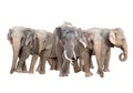 Group of asia elephant isolated