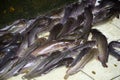 A group of Asian Air Breathing freshwater catfish in waterless pond. Royalty Free Stock Photo
