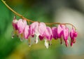 Group of Asian bleeding-heart Royalty Free Stock Photo