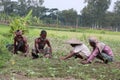 A group of Asian day laborers working weeding out at an agricultural field