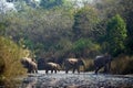 Group of Asian elephants crossing Karnali river in Nepal