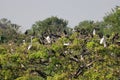 Group of asian forest birds perched on a tree