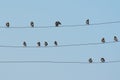 Group of Asian Pied Starling Pied Myna resting on electric wire Royalty Free Stock Photo