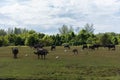 Group of asian water buffaloes on the farmland