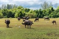Group of asian water buffaloes on the farmland