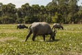 Group of Asian water buffalos grazing, Angkor, Cambodia Royalty Free Stock Photo