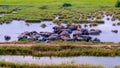 Asian water buffalo in summer Royalty Free Stock Photo