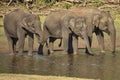 Group of Asiatic elephants taking mud bath at Nagarhole National Park or Kabini, Karnataka,India Royalty Free Stock Photo