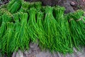 A group of Asparagus Bean or Long yard bean fresh green vegetable bundles ready for sale to market