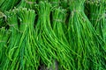 A group of Asparagus Bean or Long yard bean fresh green vegetable bundles ready for sale to market