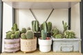 Group of assorted cactus, like barrel cactus, matucana, grusonii, green cereus, opuntia microdasys on a wooden shelf.