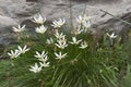 Group of Atamasco Lily flowers Royalty Free Stock Photo