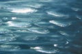 Group of Atlantic Herring moving underwater.