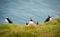 Group of Atlantic Puffins