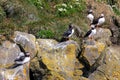 Group of Atlantic puffins on Dyrholaey cliff South of Iceland