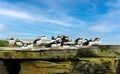 Group of Atlantic puffins perched on a rock Royalty Free Stock Photo