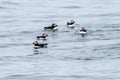 Group of Atlantic Puffins Swimming Royalty Free Stock Photo