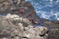 group of atlantic rock crabs