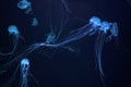 Group of Atlantic sea nettle jellyfish floating in aquarium with blue neon light Royalty Free Stock Photo