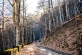 Group of atv\'s on a forest road