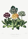 A Group of Auriculas illustration Royalty Free Stock Photo