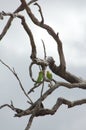 A group of Australian Budgerigar Birds perching on a dead tree trunk Royalty Free Stock Photo