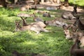 Group of Australian Kangaroos