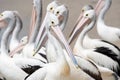 Group of Australian pelicans on the beach. Royalty Free Stock Photo