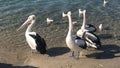 A Group of Australian Pelicans Up Close, Wildlife Royalty Free Stock Photo