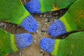 A group of Rainbow Lorikeet Birds eating Seeds