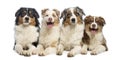 Group of Australian Shepherd lying and looking