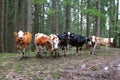 A group of Austrian cows