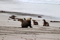 A group of australian sea lion whit a adult dominant male , Kangaroo Island South Australia