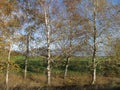 A group of autumn birch trees in sunlight