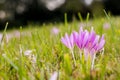 A group of autumn crocus Colchicum autumnale on a blooming mea