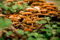 Group of autumn honey agaric Latin Armillaria mellea grows in the forest, close-up