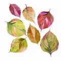 Group of the autumn leaves. Lovely cute wonderful graphic bright floral herbal autumn orange yellow leaves pattern watercolor