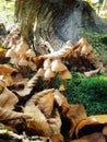 The group of the autumn mushroom in the forest of Fontainebleau, Framce Royalty Free Stock Photo