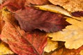 Group of autumnal leaves
