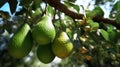 group of avocados hanging on a tree. Fresh avocado plant on tree branch. AI Generative